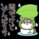 飛びだす！お返事シバイヌくん（雨の日）