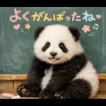 飛び出す♡パンダの家族連絡