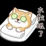 柴犬可愛諧音梗