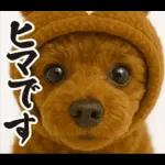 ウマの着ぐるみトイプードル【午年/2026】