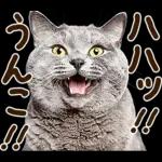 うんこ★リアルな猫