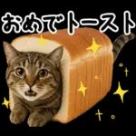 キジトラ猫飼いさんのダジャレ