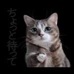 意外と使える！ネガティブなタイプの猫たち