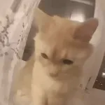 котики