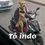 Tô indo