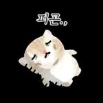 작아요 고먕이