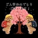 春♡とってもかわいいトイプードル