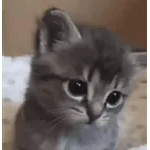 котики