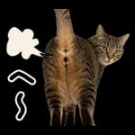 キジトラ猫飼いさんのダジャレ