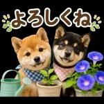 飛び出す♡雨の日わんこ