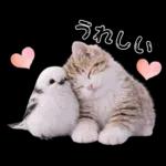 仲良し♡シマエナガと子猫ちゃん