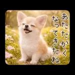 春のほんわかチワワ♡