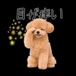 春♡とってもかわいいトイプードル