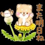 シマエナガといやしばいぬ❤️春/柴犬敬語