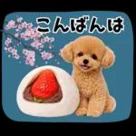 春♡とってもかわいいトイプードル