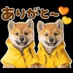 梅雨初夏♡わんこ