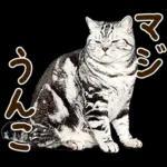 うんこ★リアルな猫