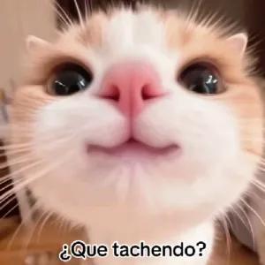 ¿Que tacheno? - getsticker.com