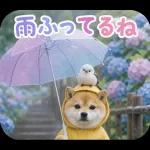 とびだす★夏 柴犬★わんこ♡犬