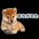 リアクションする柴犬【連絡用・日常会話】