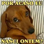 por mim voltei