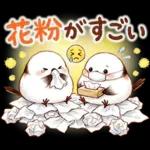 春のシマエナガ♪