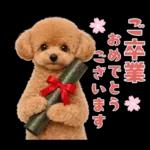 春♡とってもかわいいトイプードル