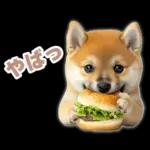 リアクションする柴犬【連絡用・日常会話】