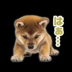 リアクションする柴犬【連絡用・日常会話】