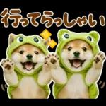 梅雨初夏♡わんこ