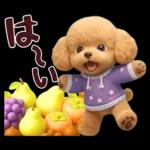 【秋冬】ずっと使える❤️日常会話 トイプー