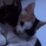 котики
