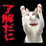 島根出雲弁☆にゃんこ