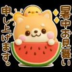 夏にかわいい♡豆柴日和