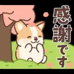 Pop-Up! Corgi's Spring Reply Sticker