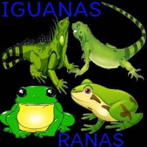 IGUANAS RANAS - getsticker.com