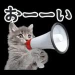リアルな子猫ミーム（秋ハロウィン）
