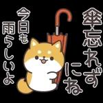 飛びだす！お返事シバイヌくん（雨の日）