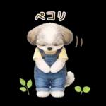 気持ち伝わる癒やしシーズー