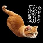 生成失敗猫【毒舌・煽り・煽る・シュール】
