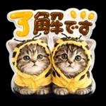 かわいい猫の写真 ぷくぷく