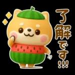 夏にかわいい♡豆柴日和