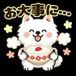 そっと寄りそうサモエド