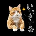 リアルな猫の敬語