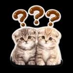 かわいい猫の写真 ぷくぷく