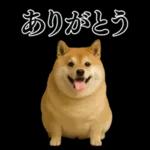 ガンギマリの柴犬＠エロ・日常会話