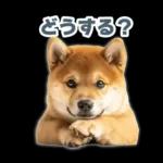 リアクションする柴犬【連絡用・日常会話】