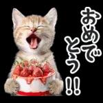 リアルな子猫ミーム（秋ハロウィン）