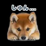 リアクションする柴犬【連絡用・日常会話】