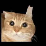 チャイさんの日常